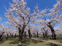 これからタワーを出て五稜郭公園を散策します。タワーのすぐそばにある桜で、先ほど2階踊り場の窓から見えた桜です。