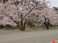 弘前公園の「桜」。