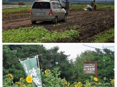 千歳市中央の松浦農園でじゃがいも掘りを体験
あらかじめ茎や葉を取り除いてある畑で、一区画１０００円か１５００円。自分たちで掘って持ち帰ります♪

