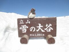 雪の大谷、標高2,390m。ライチョウのぬいぐるみが迎えてくれます。