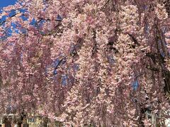 日中線しだれ桜　桜のトンネル