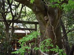 21年初夏の高千穂 その１ 天岩戸神社と八大龍王水神 高千穂 五ヶ瀬 宮崎県 の旅行記 ブログ By Rosaryさん フォートラベル