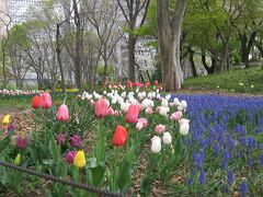 早大に補欠合格できましたので、慌てて部屋さがしに来た前回（３月２８日）は新宿中央公園に立ち寄りました。