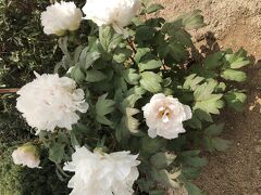 花のじゅうたんin三田 ちょっこと牡丹 三田 兵庫 兵庫県 の旅行記 ブログ By まつじゅんさん フォートラベル 花のじゅうたんin三田 ちょっこと牡丹 三田 兵庫 兵庫県 の旅行記 ブログ By まつじゅんさん フォートラベル
