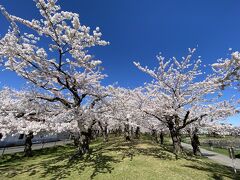 五稜郭公園には、すでに入れます。
タワー周辺の桜を見物します。
青空に満開の桜が映えて最高です！

