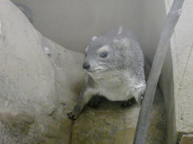 世界一幸せな動物だからって笑わなくってもいいじゃないか クオッカに会いに埼玉こども動物自然公園へ 東松山 埼玉県 の旅行記 ブログ By ちちぼーさん フォートラベル