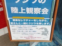 午後はこちら。Bシップに案内が掲示されていてました。

現地集合なので、ウェザーステーションまで歩きましたが(30分程）、
けっこうな上り坂でした。早めにでてよかった。。

観察会はとってもよかったです！
ホエールウォッチング協会の方がクジラの説明をしてくれて、
双眼鏡も貸し出しがあり、たくさん見ることができました！！
10名ほどの参加がありました。

お勧めです♪

http://www.owa1989.com/

