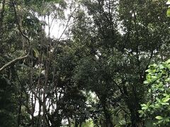 シンガポール植物園