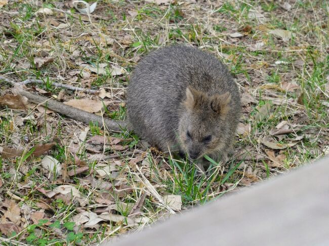 世界一幸せな動物だからって笑わなくってもいいじゃないか クオッカに会いに埼玉こども動物自然公園へ 東松山 埼玉県 の旅行記 ブログ By ちちぼーさん フォートラベル