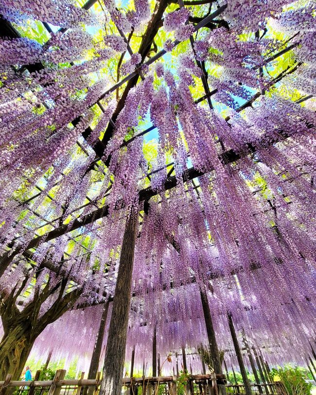 炭治郎がゆく 玉敷神社の大藤 玉敷公園 埼玉県 加須市 行田 羽生 加須 埼玉県 の旅行記 ブログ By Usakoさん フォートラベル