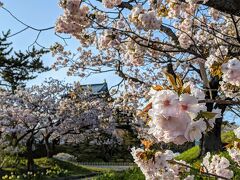松前公園は、早咲き、中咲き、遅咲きの桜が揃っているため、長い間桜を楽しめるとされていますが、木の数は圧倒的に早咲きが多いです。