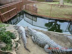 熱川バナナワニ園：ワニさんはお昼寝みたいで動かず。