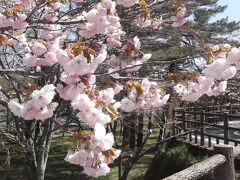 湖畔の八重桜がきれい