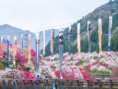 目的地の花桃の里。凄いとは聞いていたけど景色１面の花桃