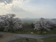 虎御前山公園展望台から見たサクラ。真正面には竹生島が見えている。