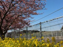 線路沿いの道には河津桜と菜の花が咲いています。
河津桜の濃いピンク色、菜の花の黄色、空の青さが絵になる風景です。