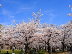 ソメイヨシノを中心に約3000本の桜が咲き誇ります。