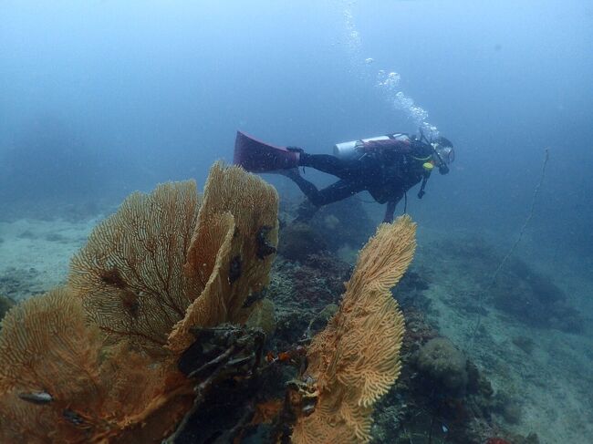 インストラクターが撮ってくれた写真です。<br />ピピ島で見られる海の生物たちです。