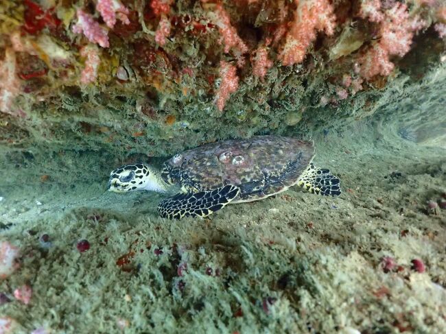 前回と同じ場所で寝てました。<br />インストさん、最初に発見。