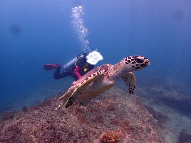 カメの上に乗ったおばちゃん（笑）