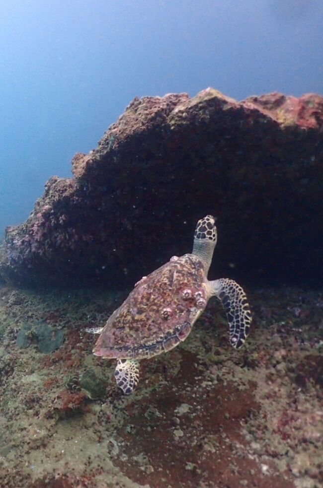 怒ったようです。