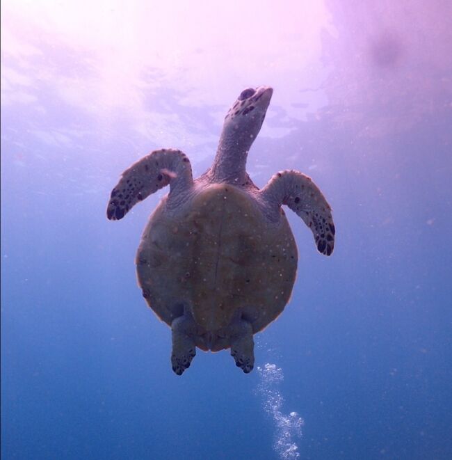 お腹だー。<br /><br />カメくん、たくさんの写真ありがとう。