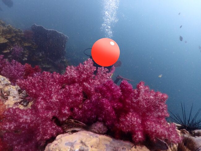 前回やられた黒い奴もいるねー。<br />この色綺麗ですよね。