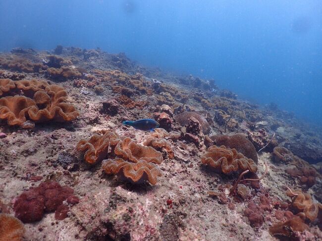なんか食べれそう。