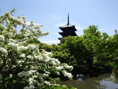 東寺に戻って講堂や金堂を拝観
桜は終わってしまったけれど、つつじがとてもきれいで
そして早くもあじさいが咲いていた