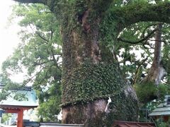 樟霊社胎内くぐり

樟霊社（しょうれいしゃ）樹齢約850年の樟を御神木として祀っています。
幹が空洞化しており、護摩木（300円）を持って通り抜けることが出来ます。
平重盛の御手植えと伝わっています。