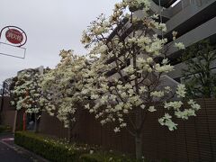 西立川駅前白木蓮「白モクレン」（3月20日）