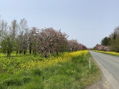 桜は散り際だが、菜の花は満開だった。