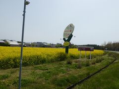 ホテル近くに菜の花畑があった