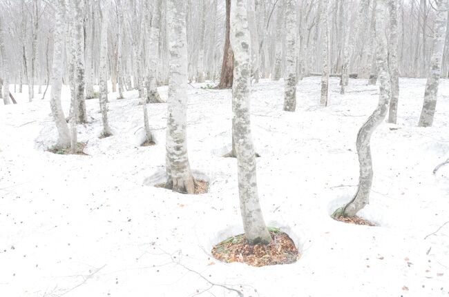 21gw タマゴケ スペシャル 雪と新緑 根びらきの早春 青森旅 奥入瀬 八甲田 黒石 奥入瀬 十和田湖 青森県 の旅行記 ブログ By Eurokoさん フォートラベル