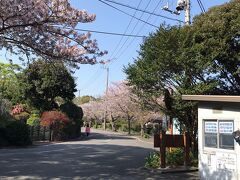次に向かったのは、こちらです。桜が綺麗に咲いていました。