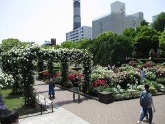 山下公園沈床花壇の未来の薔薇園は見ごたえあります。