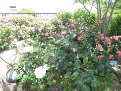東急元町中華街駅屋上にあるアメリカ公園。エレベーター降りてすぐ薔薇庭園でたくさんの薔薇が満開で見ごたえありました。