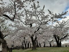 荷物を置いて、すぐ五稜郭公園に行きました。

桜がまだ見れるかなと思い。

入り口外側（タワー寄り）の堤防の所の桜です。