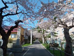 ホテルのお風呂が混んでいそうだったので、
お散歩がてら外湯に行きました。

桜と温泉を両立させるため、住三吉神社→谷地頭温泉　のルート。
