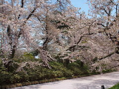 そして、また戻ってきて釘付けになってしまう、追手門横の花筏&#127800;