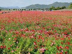 　一面のポピー。この地ではヒマワリなど季節の花をかわるがわる敷地いっぱいに咲かせている