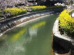 秋にも訪れた毘沙門堂ですが、この時期は山科駅から毘沙門堂へ向かう途中にある山科疏水が桜と菜の花で彩られ、何とも春らしい景色になっていました。