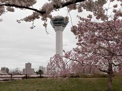 五稜郭タワーと一緒
分かりにくいけど、手前からソメイヨシノ、八重、枝垂れと3種もりもり　お寿司みたい(*｀艸´)ｳｼｼｼ