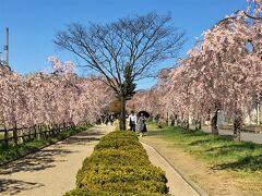 桜並木