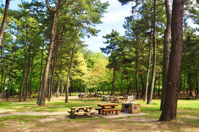 21年春 青の絶景 丘と空がつながるネモフィラの国営ひたち海浜公園 ひたちなか 茨城県 の旅行記 ブログ By イケさん フォートラベル
