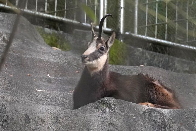 おさんぽ動物園ログ 多摩動物公園 19年11月 多摩 東京 の旅行記 ブログ By しろんさん フォートラベル おさんぽ動物園ログ 多摩動物公園 19年11月 多摩 東京 の旅行記 ブログ By しろんさん フォートラベル