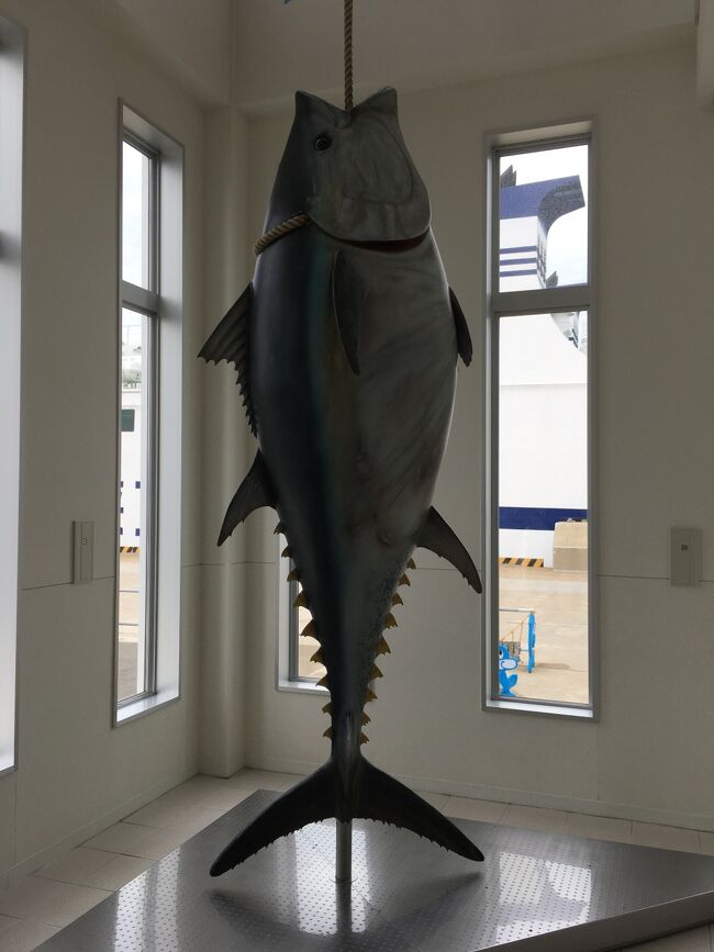 大間フェリーターミナルにマグロが。<br />大きい！！