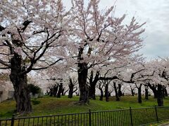 フェリーの乗船時間まで五稜郭公園内を散策する。桜がちょうど満開だった。（４月２８日）