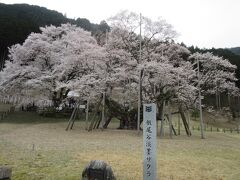 こちらが主役の淡墨桜
樹齢1500余年を誇る巨桜で継体天皇自ら植樹したと伝えられます。
蕾の時点では淡いピンク色が、満開になれば白に、そして散り際には淡い墨色になることから淡墨桜と名付けられたと言われています。

樹高17.3ｍ、幹回9.4ｍの大木は、山梨県の「山高神代桜」と福島県「三春滝桜」と並んで日本三大桜のひとつに数えられ、国の天然記念物に指定されています。