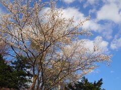 芦別の旭が丘公園に寄った。
ひときわ目立った大きな桜の木。